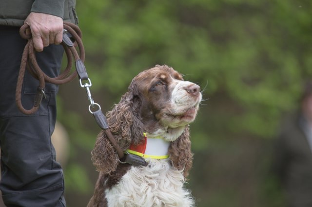 Hundepräsentation 2019